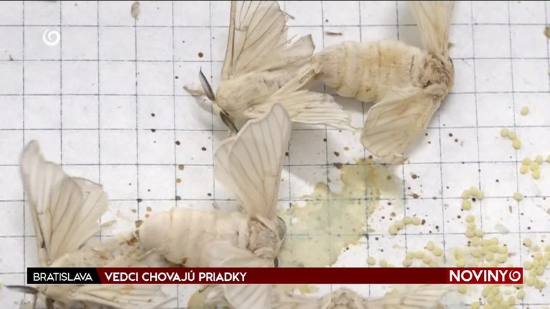 VEDCI CHOVAJÚ PRIADKY