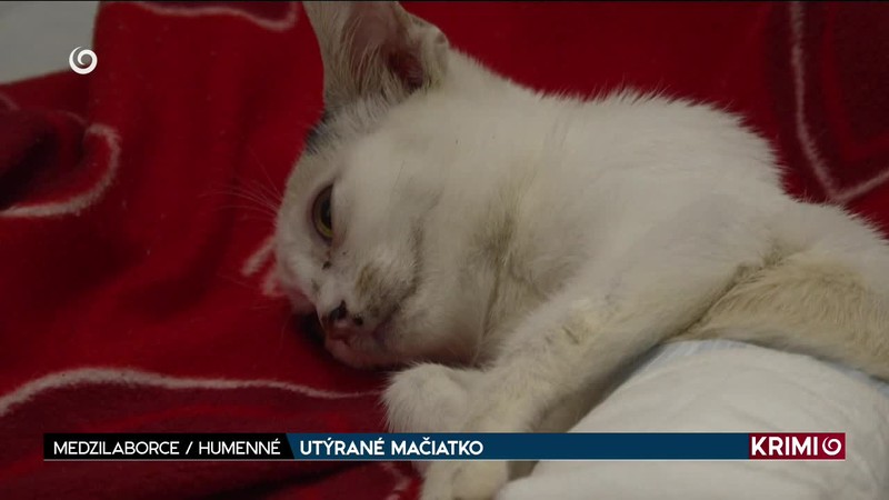 UTÝRANÉ MAČIATKO