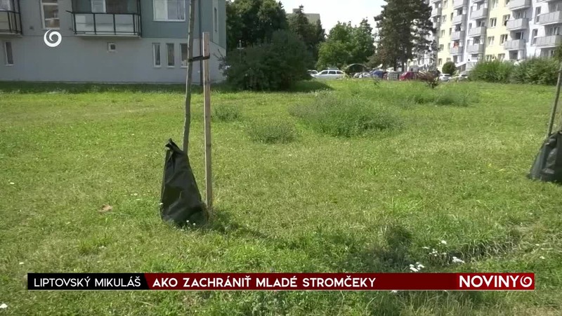 AKO ZACHRÁNIŤ MLADÉ STROMČEKY