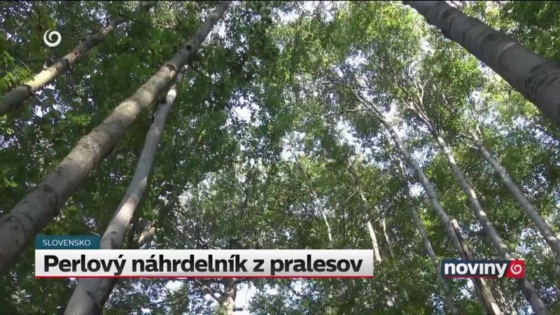 Perlový náhrdelník z pralesov