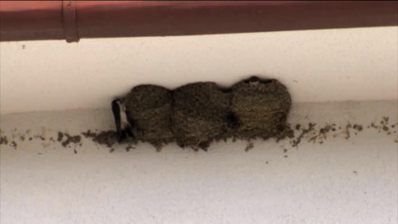 Lastovičky v nemocnici