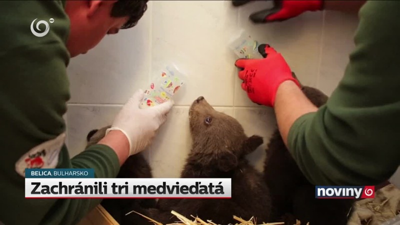 Zachránili tri medvieďatá