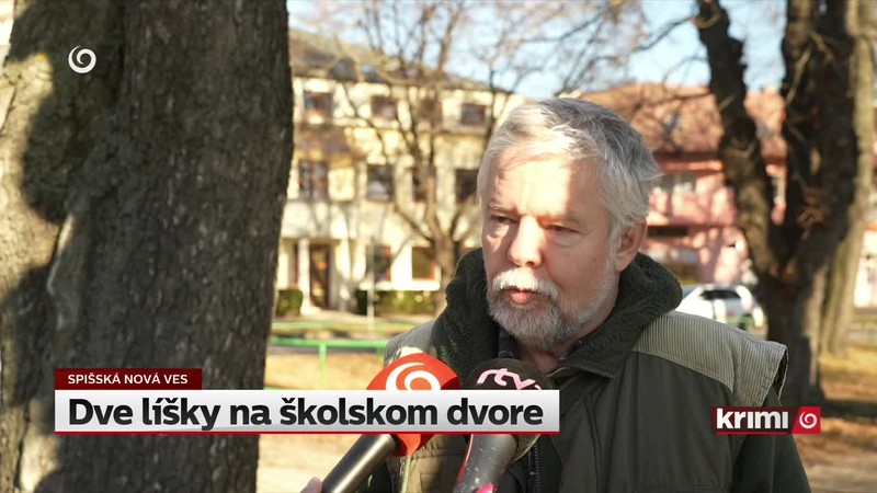Dve líšky na školskom dvore