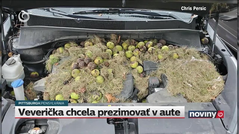 Veverička chcela prezimovať v aute