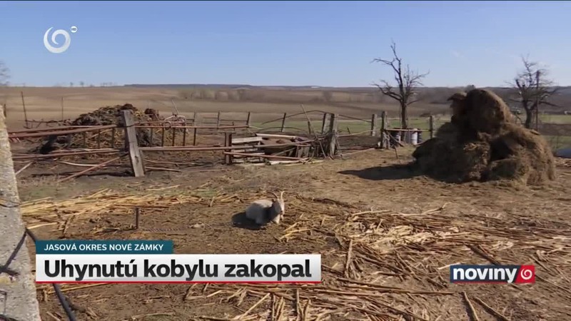 Uhynutú kobylu zakopal