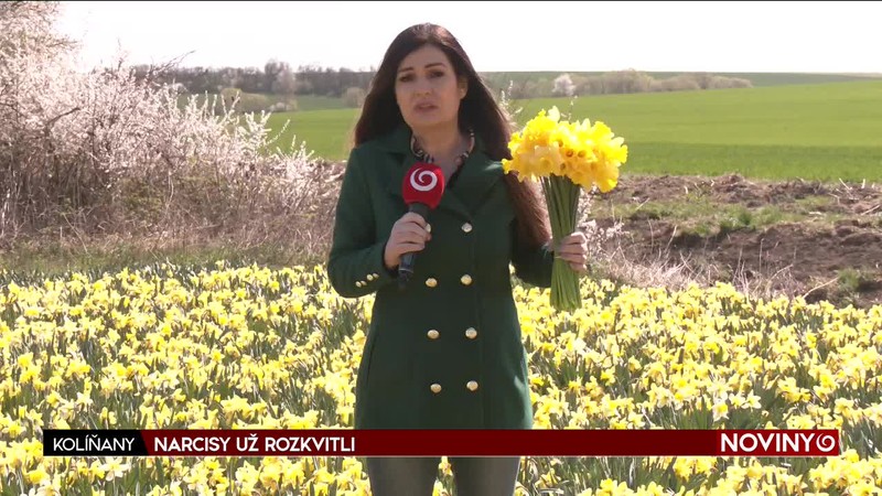 NARCISY UŽ ROZKVITLI