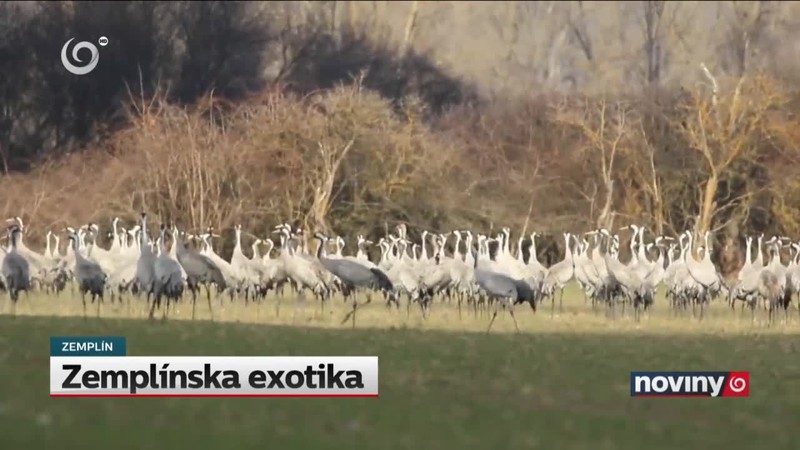 Zemplínska exotika