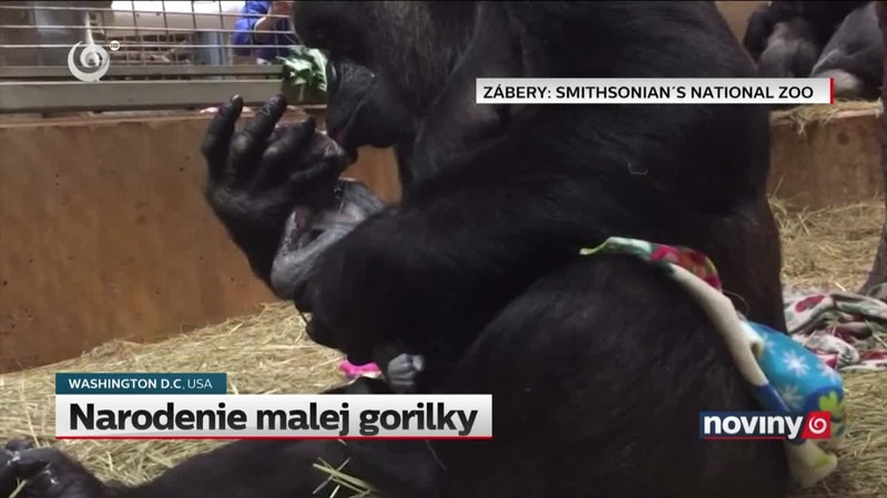Narodenie malej gorilky