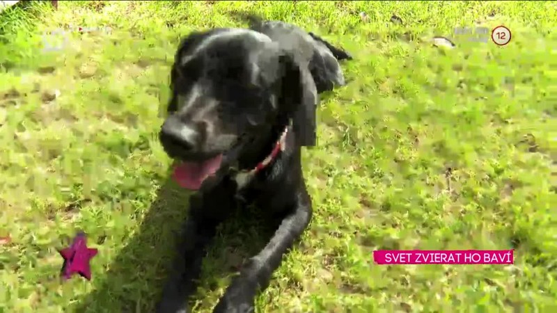SVET ZVIERAT HO BAVÍ Chynoransky