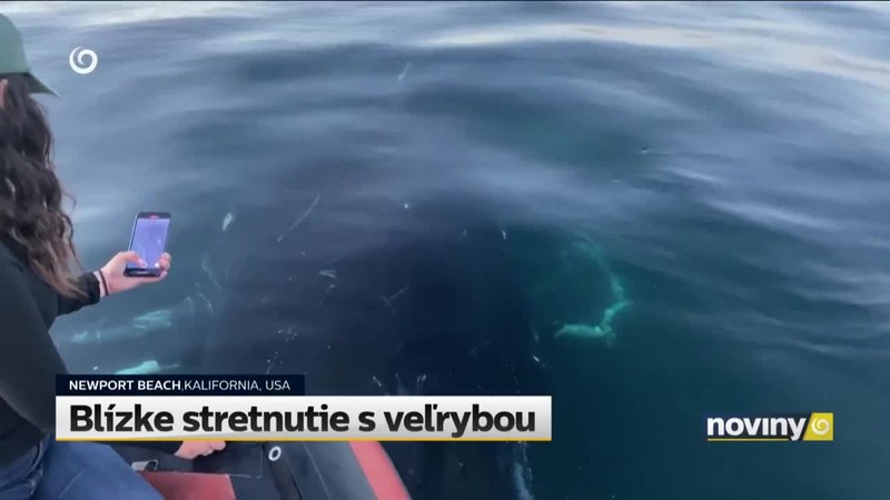 Blízke stretnutie s veľrybou