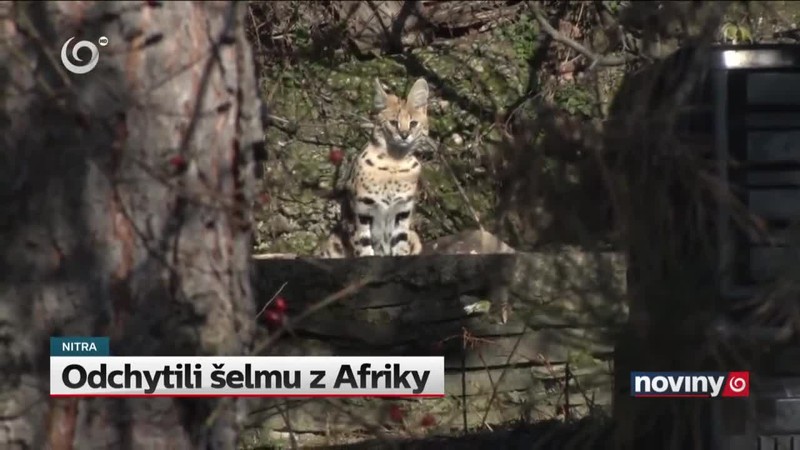 Odchytili šelmu z Afriky