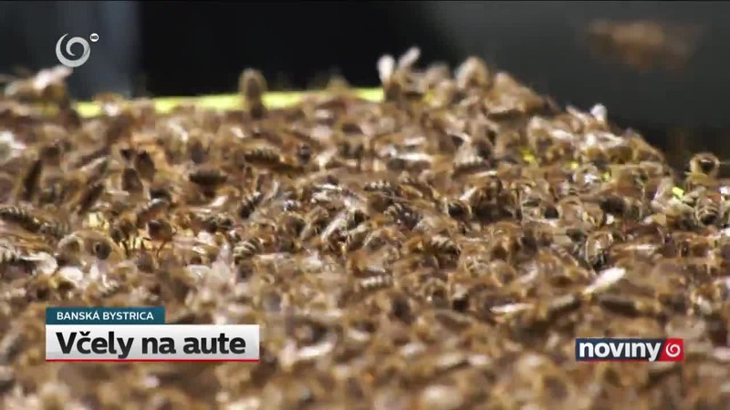 Včely na aute