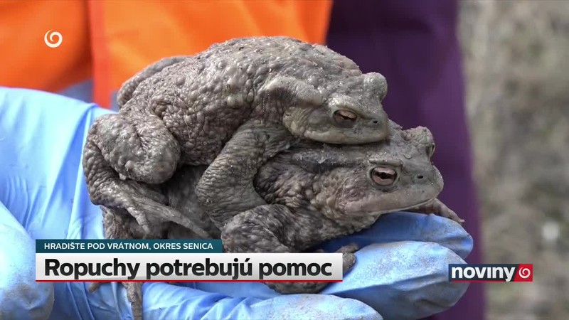 Ropuchy potrebujú pomoc