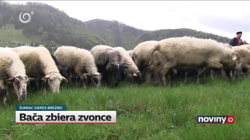 Bača zbiera zvonce