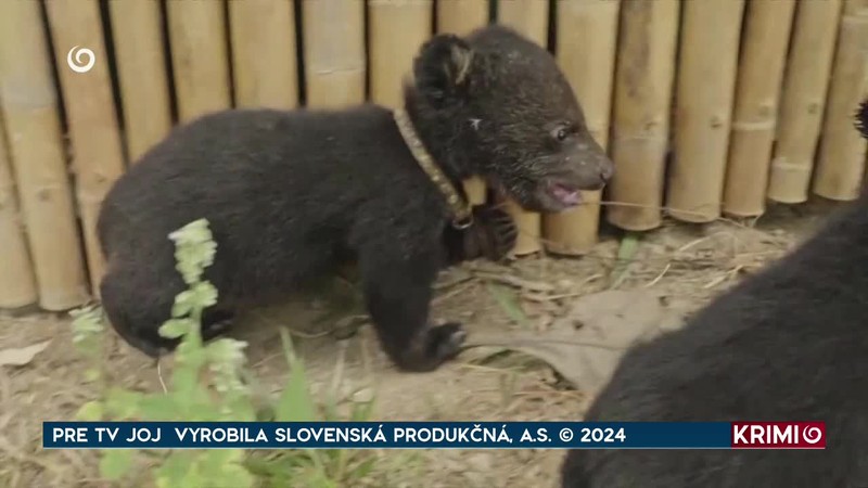 ZÁCHRANA MEDVIEĎAT OD PAŠERÁKOV