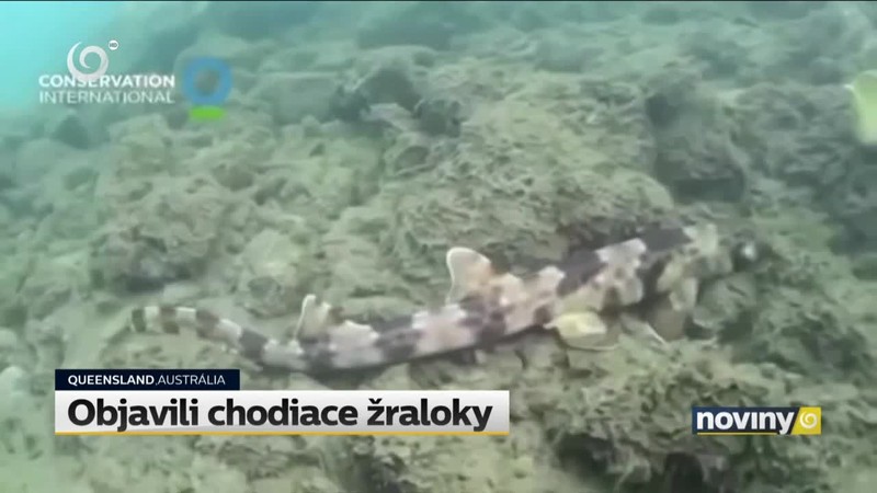 Objavili chodiace žraloky