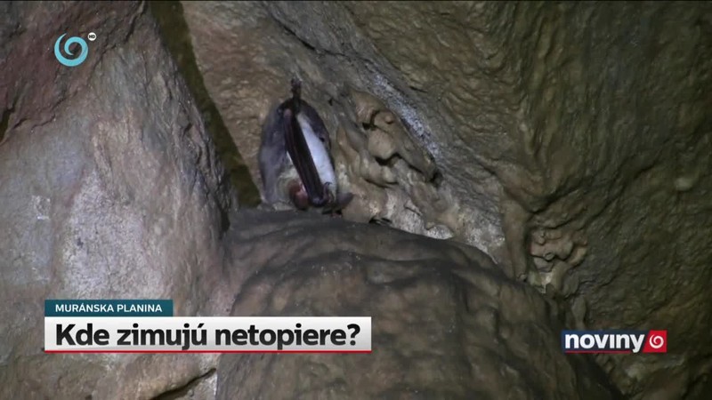 Kde zimujú netopiere?