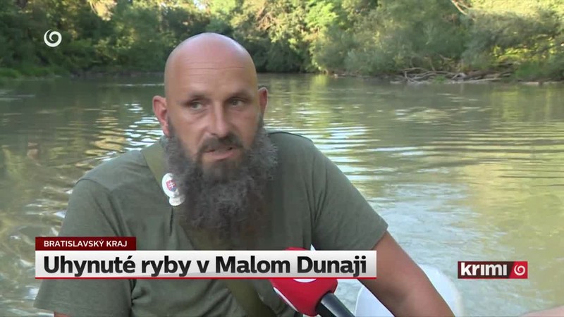 Uhynuté ryby v Malom Dunaji