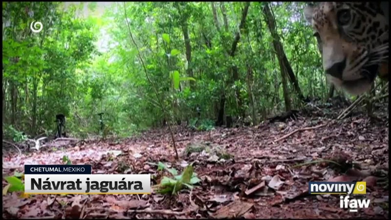 Návrat jaguára