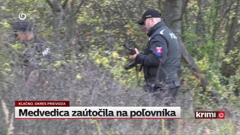 Medvedica zaútočila na poľovníka