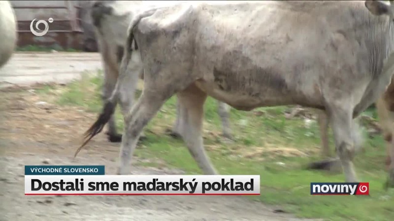 Dostali sme maďarský poklad, ktorý si roky strážili