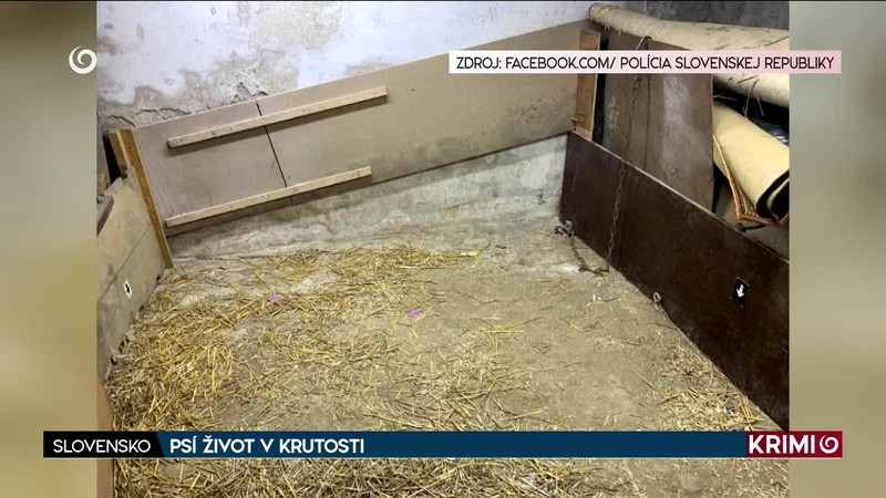 PSÍ ŽIVOT V KRUTOSTI