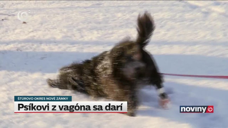 Psíkovi z vagóna sa darí