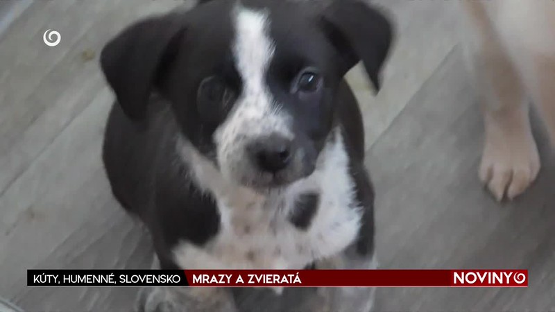 MRAZY A ZVIERATÁ // KÚTY, HUMENNÉ