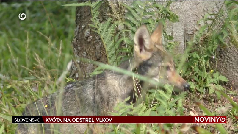 KVÓTA NA ODSTREL VLKOV