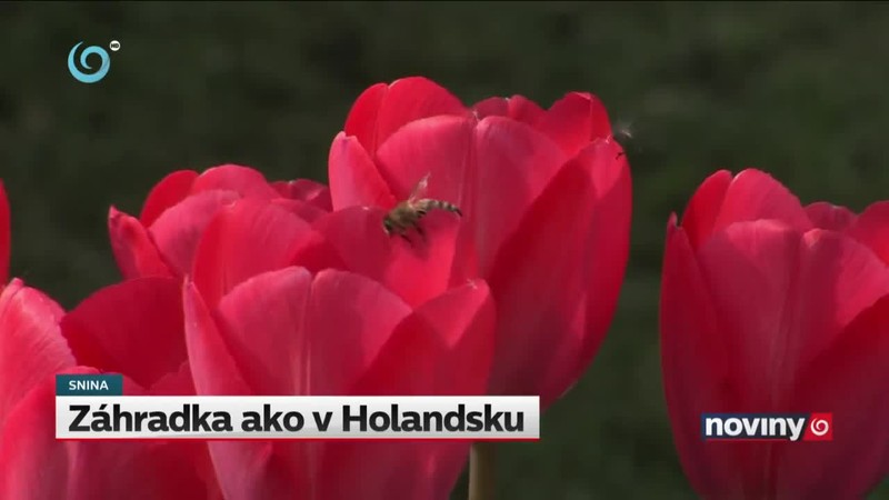 Záhradka ako v Holandsku