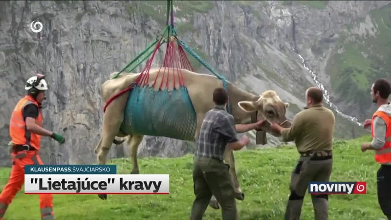 "Lietajúce" kravy