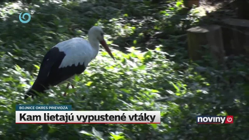Kam lietajú vypustené vtáky