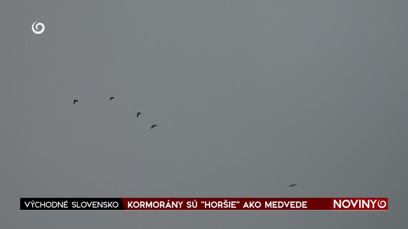 KORMORÁNY SÚ "HORŠIE" AKO MEDVEDE