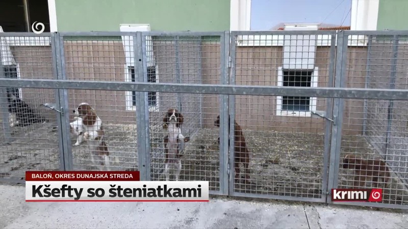 Kšefty so šteniatkami