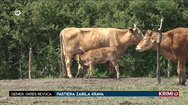 PASTIERA ZABILA KRAVA