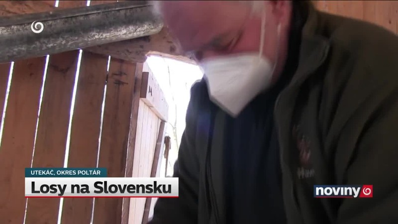 Losy na Slovensku