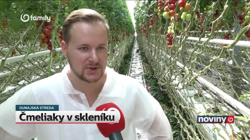 Čmeliaky v skleníku