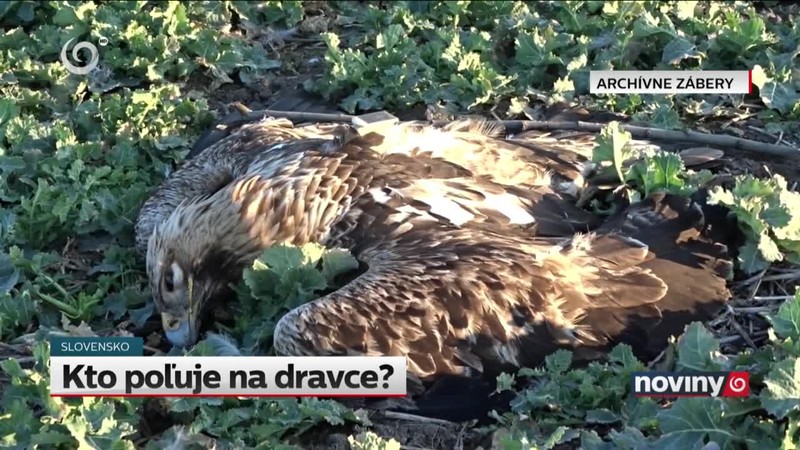 Kto poľuje na dravce?