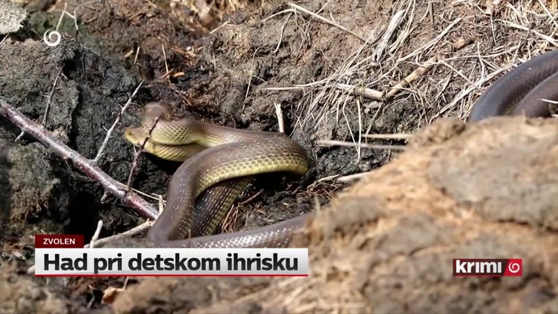 Had pri detskom ihrisku