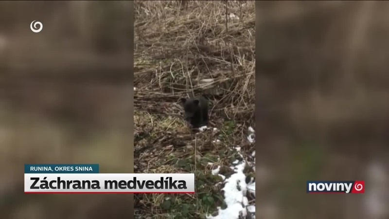 Záchrana medvedíka