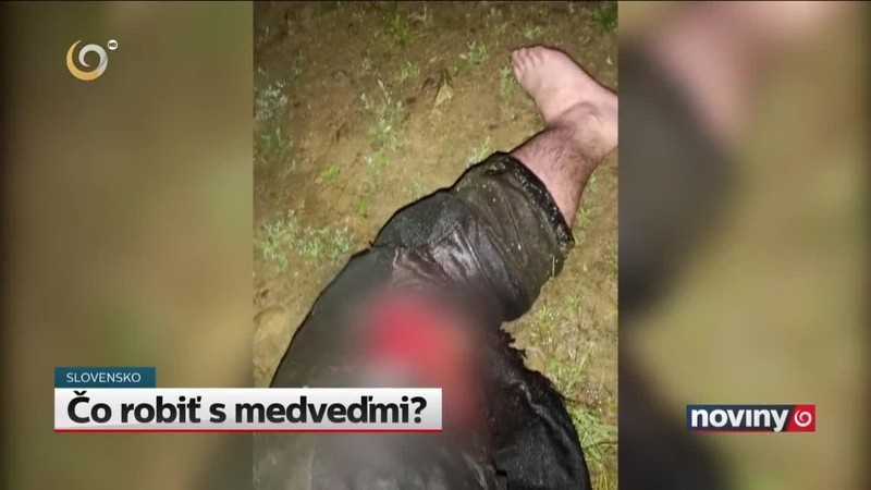 Čo robiť s medveďmi?