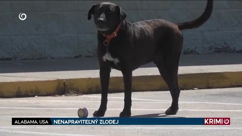 NENAPRAVITEĽNÝ ZLODEJ