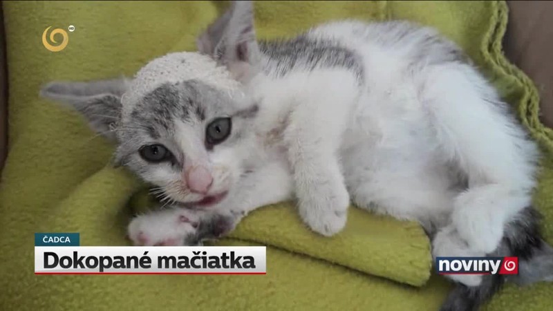 Dokopané mačiatka