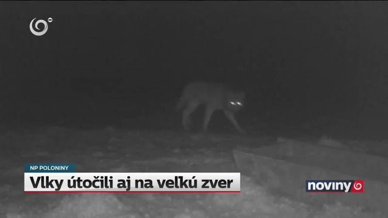 Vlky útočili aj na veľkú zver