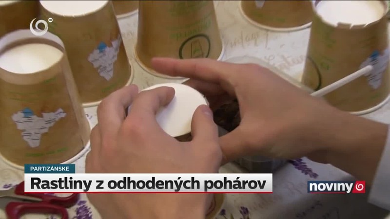 Rastliny z odhodených pohárov