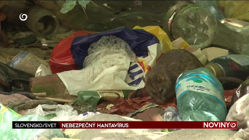 NEBEZPEČNÝ HANTAVÍRUS