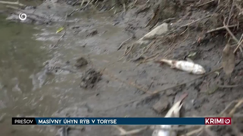 MASÍVNY ÚHYN RÝB V TORYSE