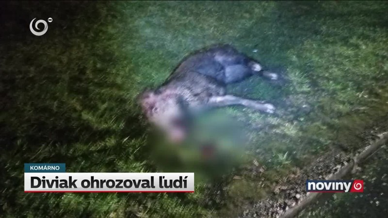 Diviak ohrozoval ľudí