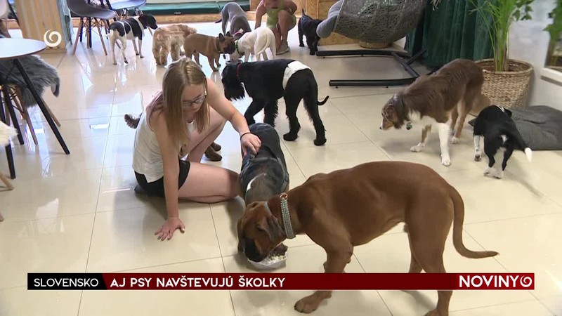 AJ PSY NAVŠTEVUJÚ ŠKOLKY