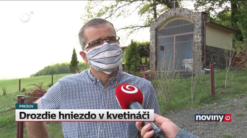 Drozdie hniezdo v kvetináči